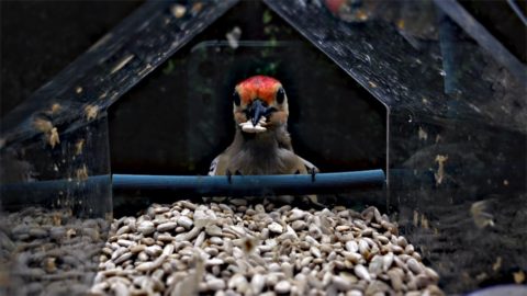 Red-bellied Woodpecker