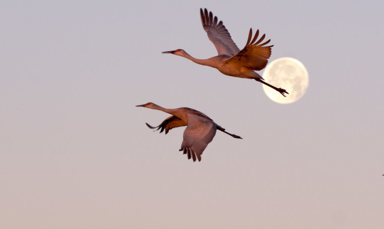 Pair of Sandhill Cranes flying with the moon in the background.