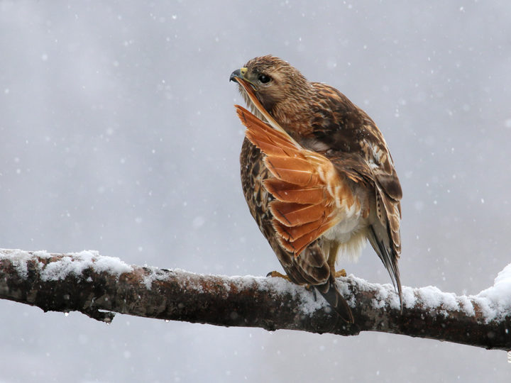 Red-tailed Hawk preening tail feathers while perched on a branch.