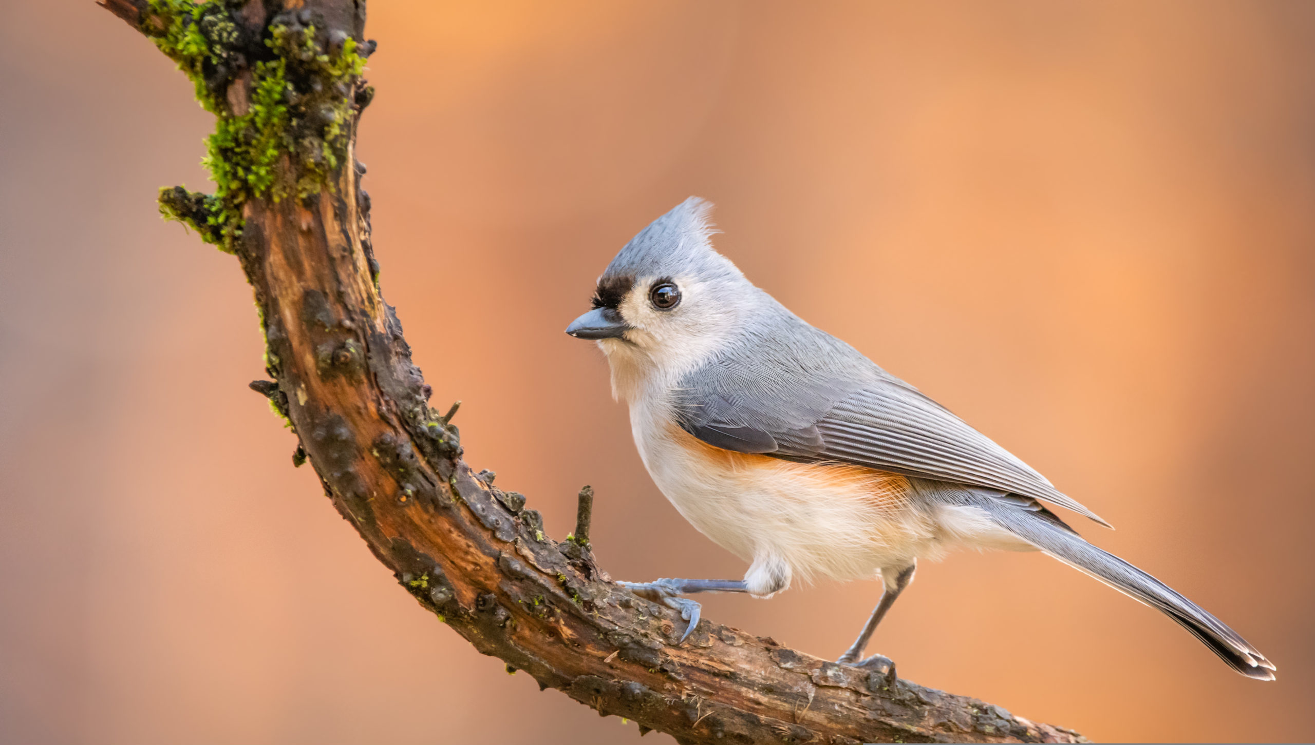 Audubon Songbirds And Other Backyard Birds Picture A Day Wall Calendar 2025