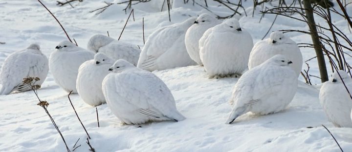 A group of Willow Ptarmigan in a snow drift.