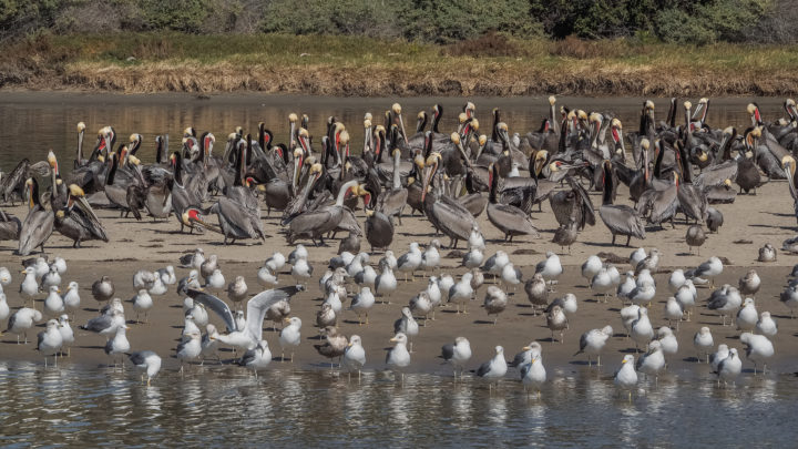 Large flocks of Brown Pelicans and gulls in California, United States.