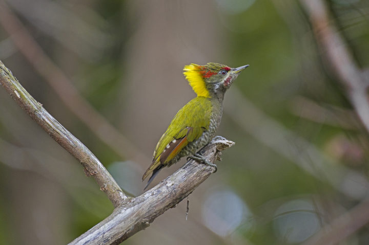 Lesser Yellownape perched on a branch in India.