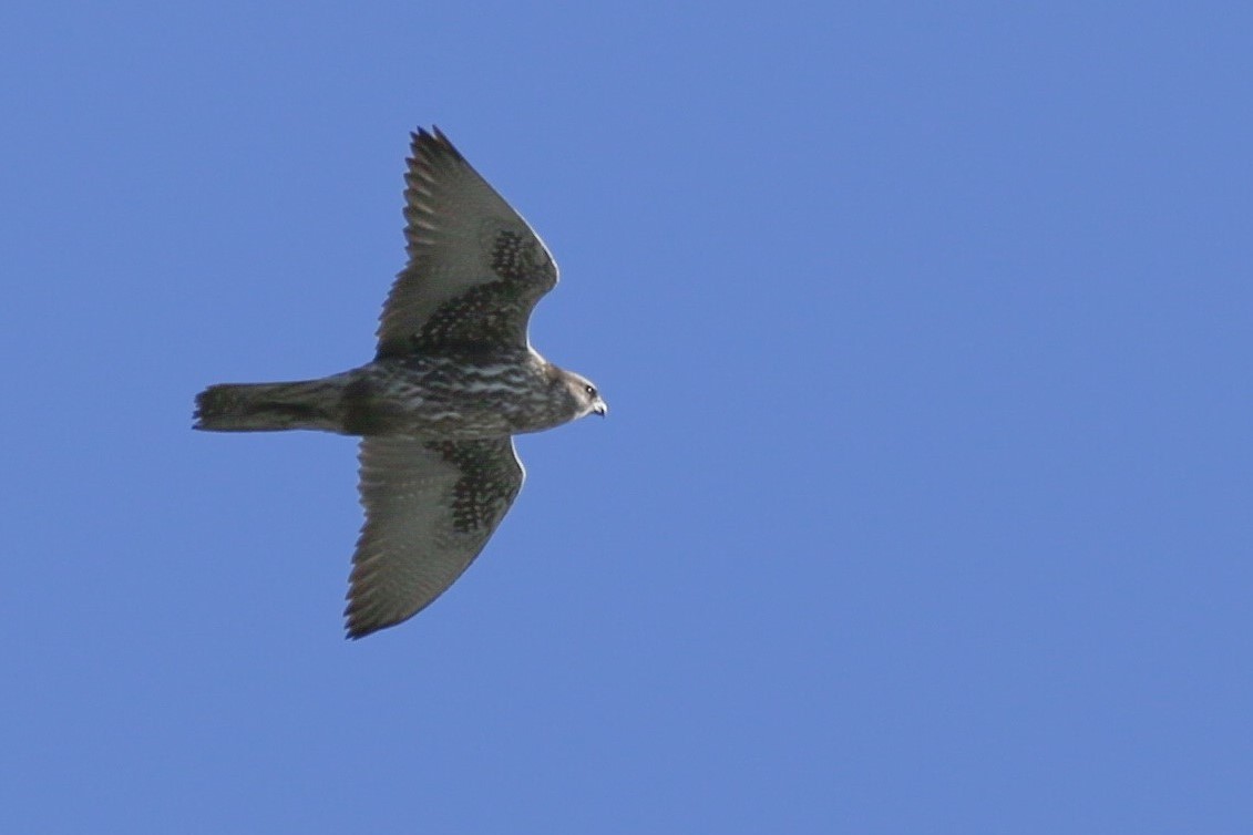 Gyrfalcon soaring