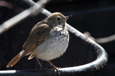 Hermit Thrush perched on a fence