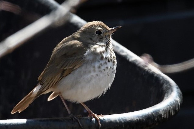 Hermit Thrush perched on a fence