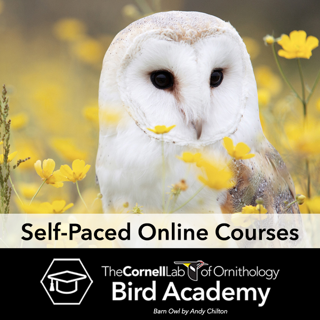 Barn Owl in Bird Academy advertisement.