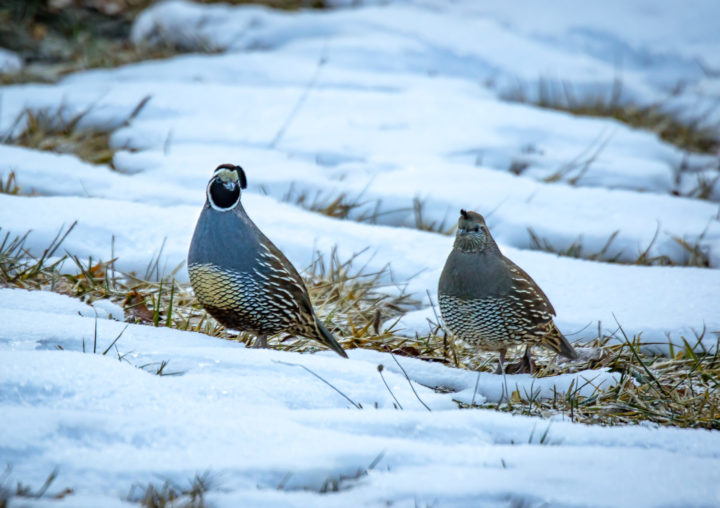 Male and female California Quail in the snow.