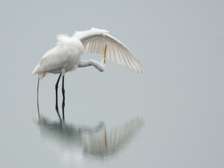 Great Egret reflection while preening feathers in the water.