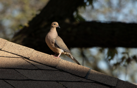 Mourning Dove on roof