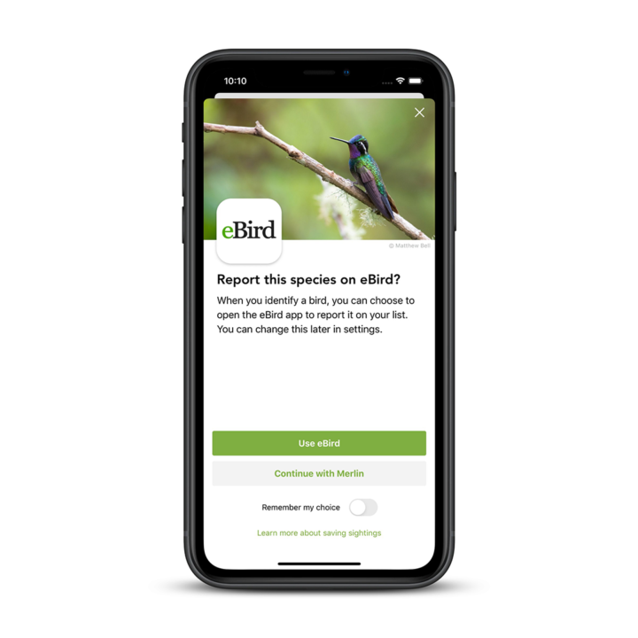 Picture of a bird being identified using Merlin and submitted to eBird.