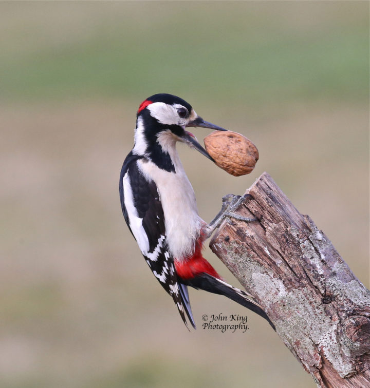 Great Spotted Woodpecker with a large walnut in his bill.