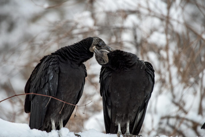 Black Vultures preening each other.
