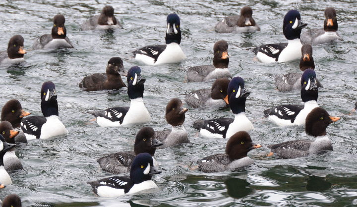 Barrow's Goldeneyes and Surf Scoters wading together.