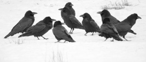 A Group of Common Ravens.