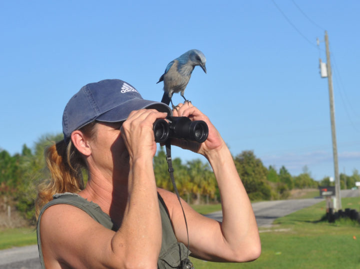 Woman birding with Florida Scrub-Jay on her binoculars