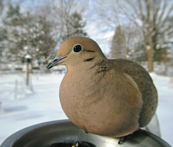 Up-close of a Mourning Dove on a feeder.