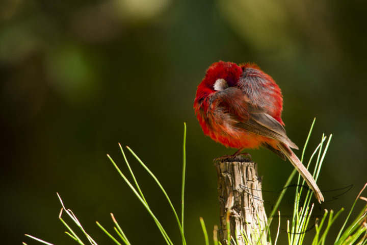 Red Warbler with head tucked under the wing.