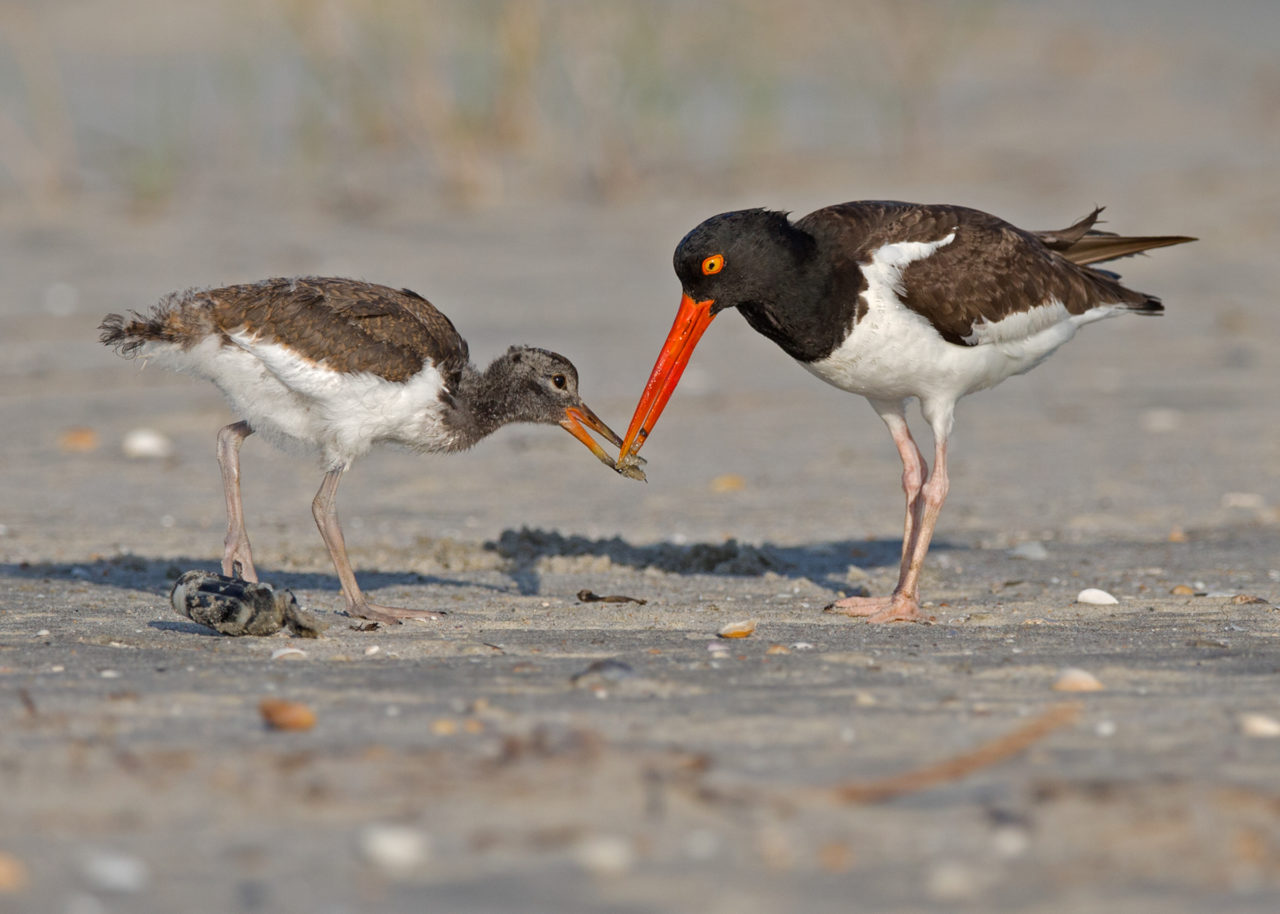 American Oyster on beach feeding young.