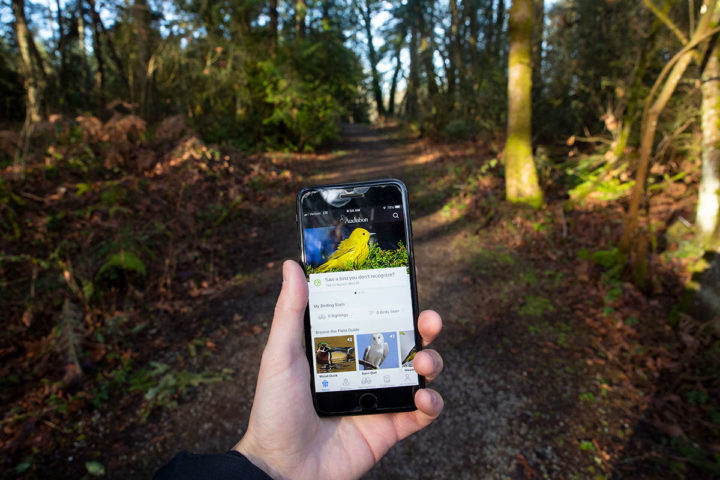 Yellow Warbler identified on a hike using the Audubon Bird Guide app.