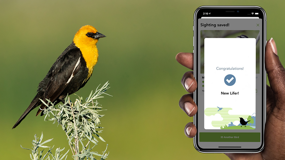 Yellow-headed Blackbird perched on a plant