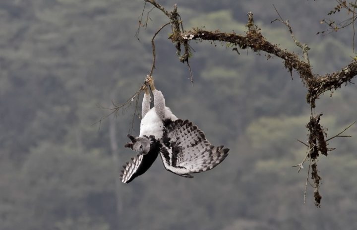 Harpy Eagle hanging upside down from a branch.