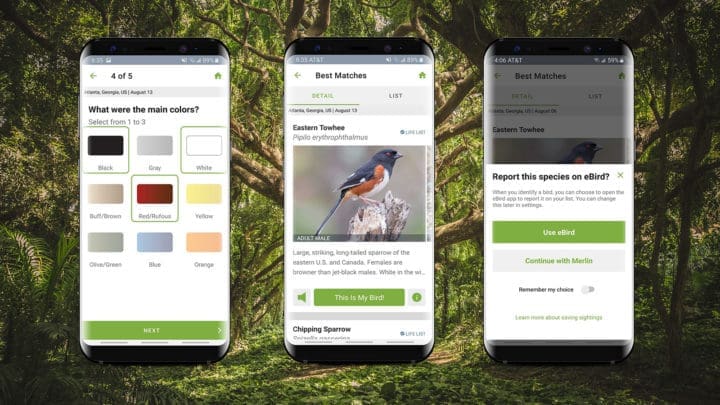 Using Merlin Bird ID to Participate – Great Backyard Bird Count