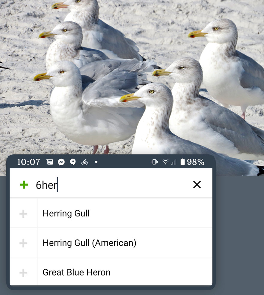 Herring Gulls by Tom Obrock/Macaulay Library. With example of easy quick eBird entry.