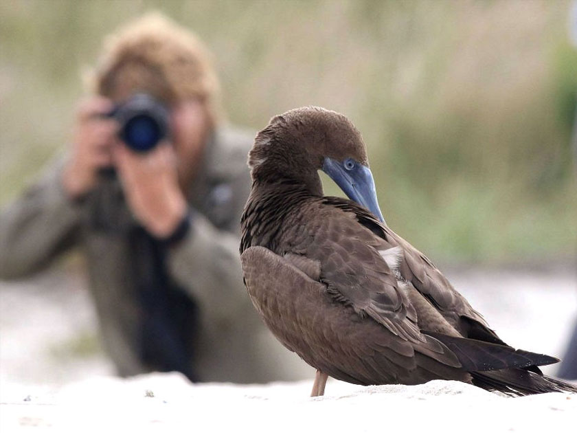 Photographing a Brown Booby. Photo by Michael O’Brien.