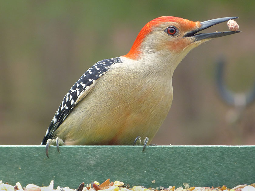 A Red-bellied Woodpecker visits a feeder and is recorded by a Project FeederWatch participant. Photo by Bob Vuxinic/PFW.