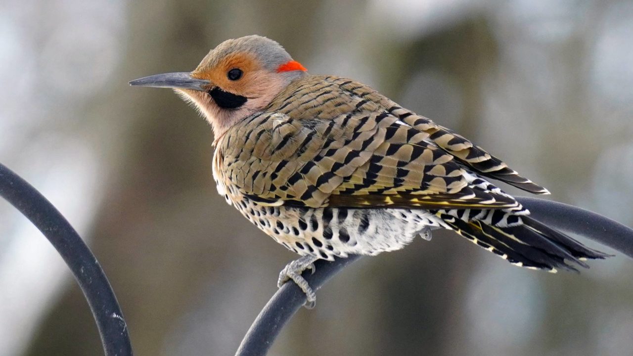 northern flicker woodpecker on bird feeder pole