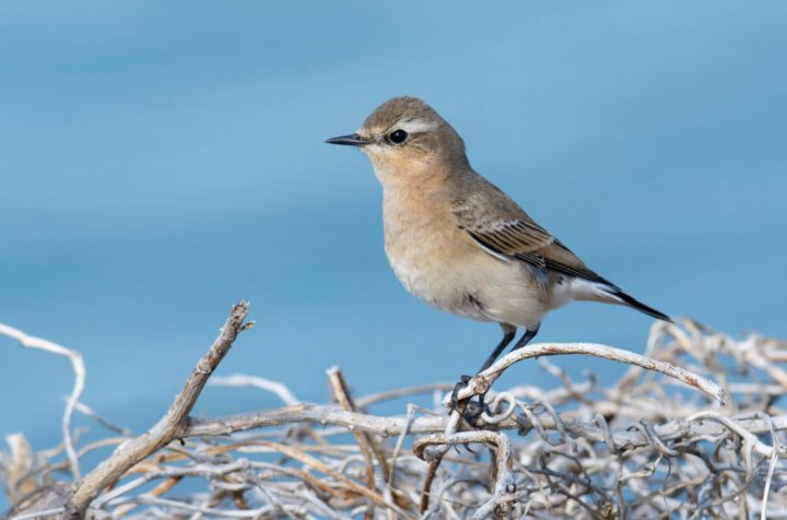 Northern Wheatear perched on dry vegetation.