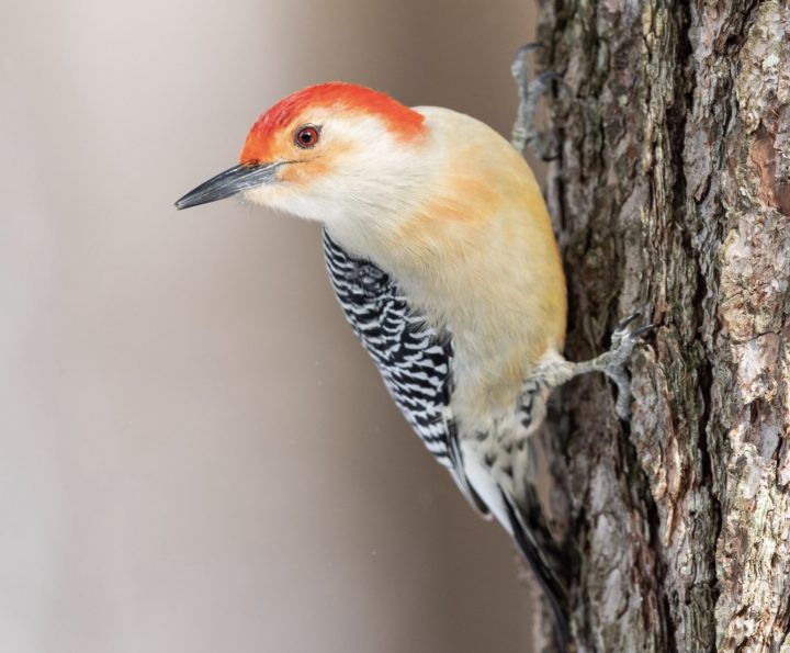 Red-bellied Woodpecker hanging on a tree.