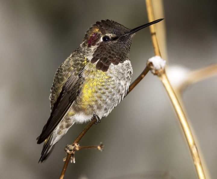 Anna's Hummingbird perched on grass stem
