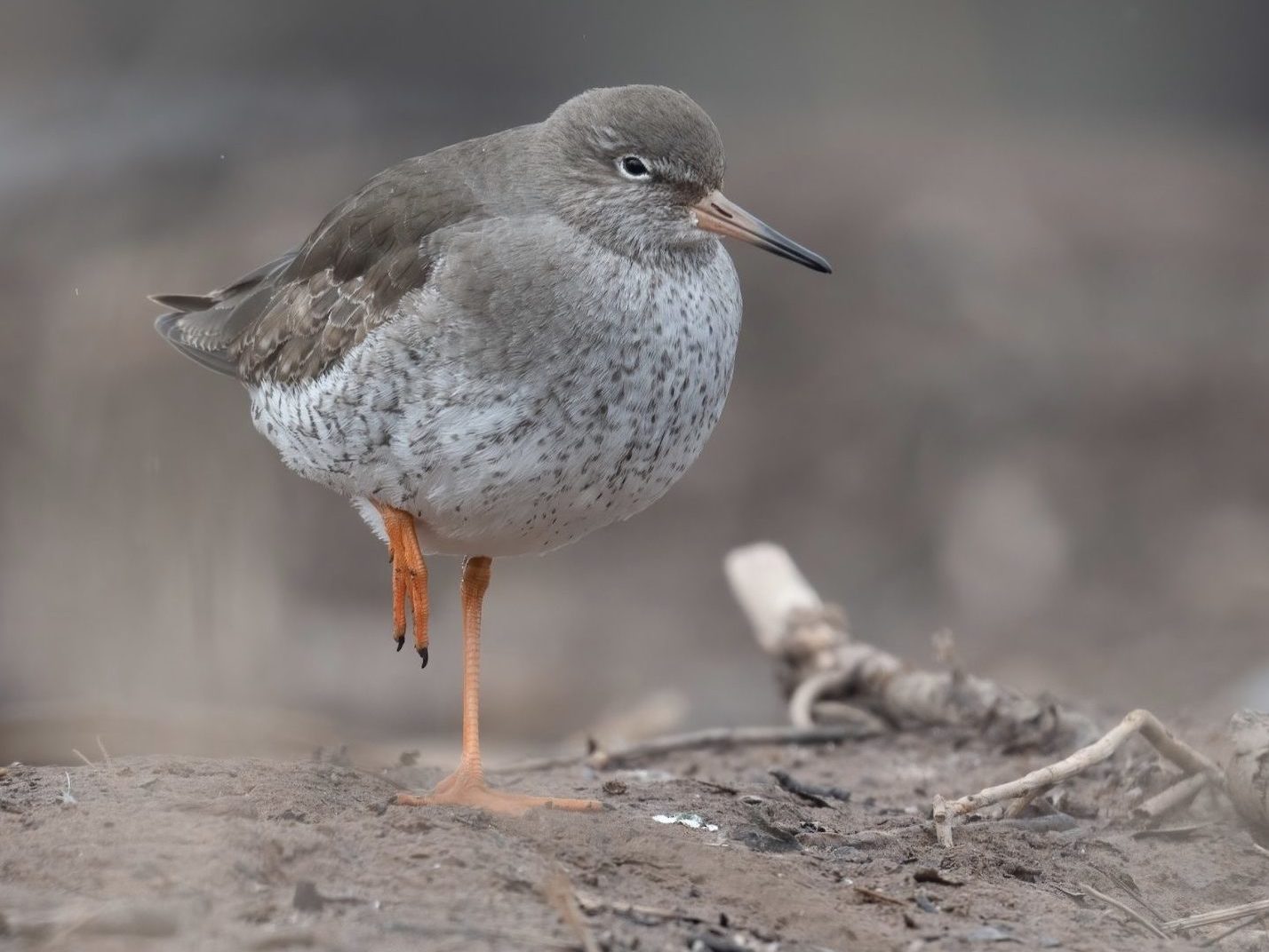 Common Redshank on one foot