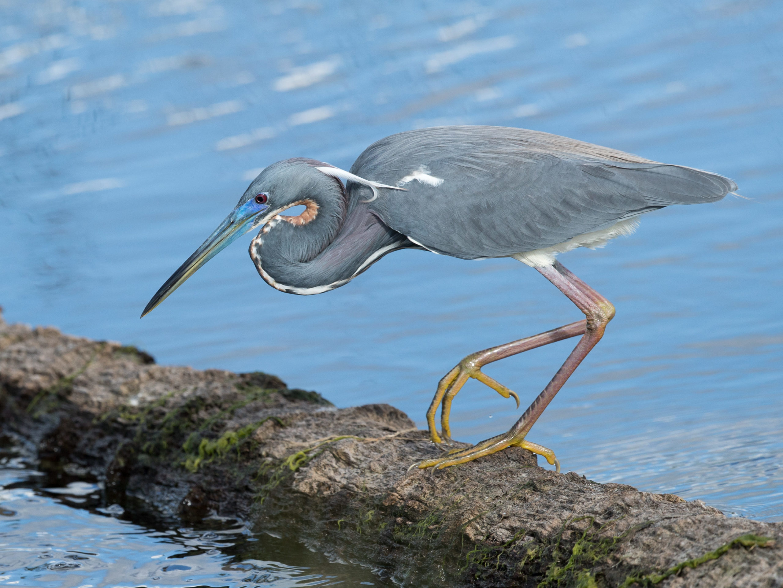 Tricolored Heron hunting for prey from a tree log.