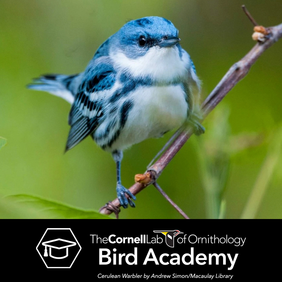 Cerulean Warbler on a branch used for Bird Academy promotion.