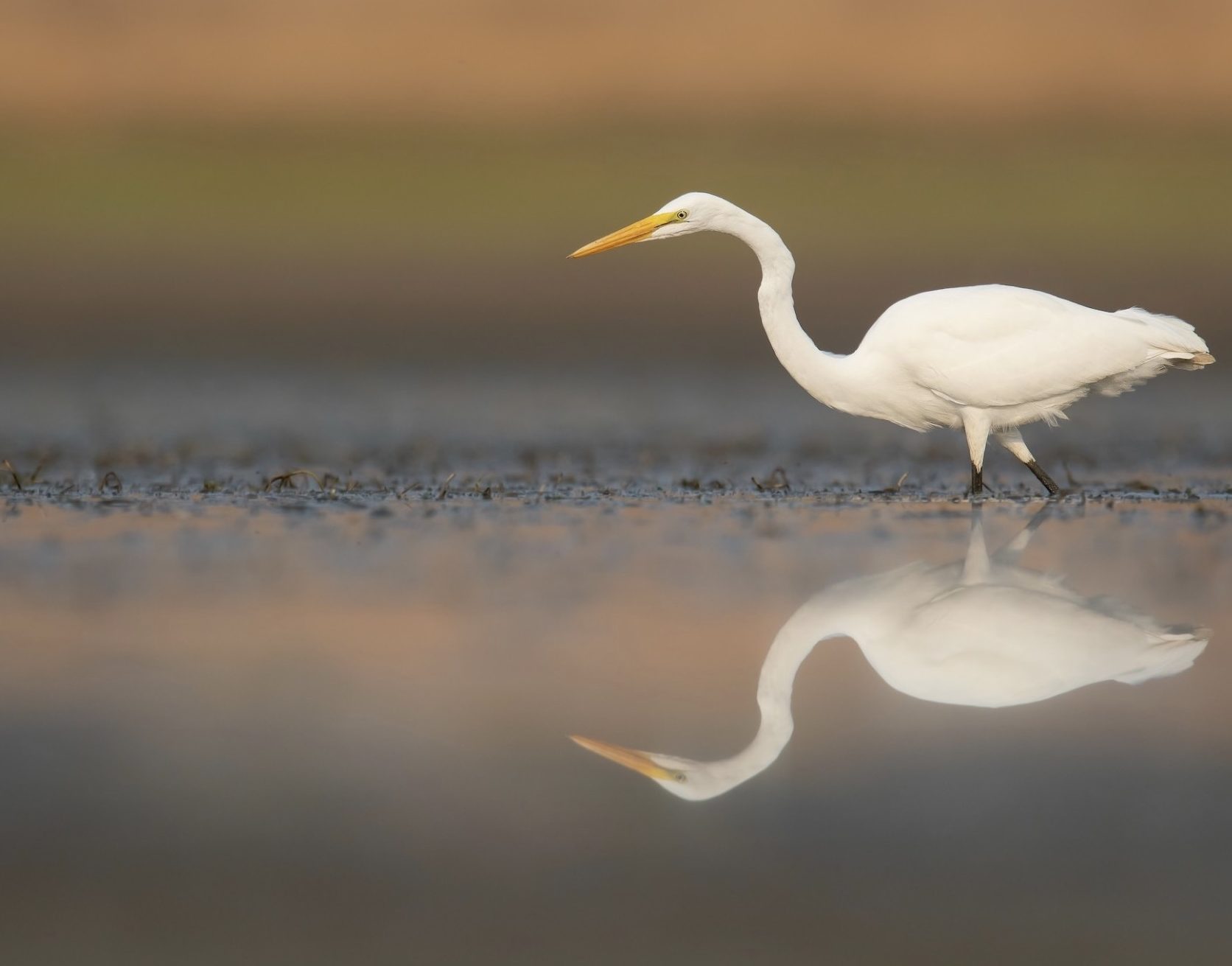 Great Egret stalking through marsh lands.