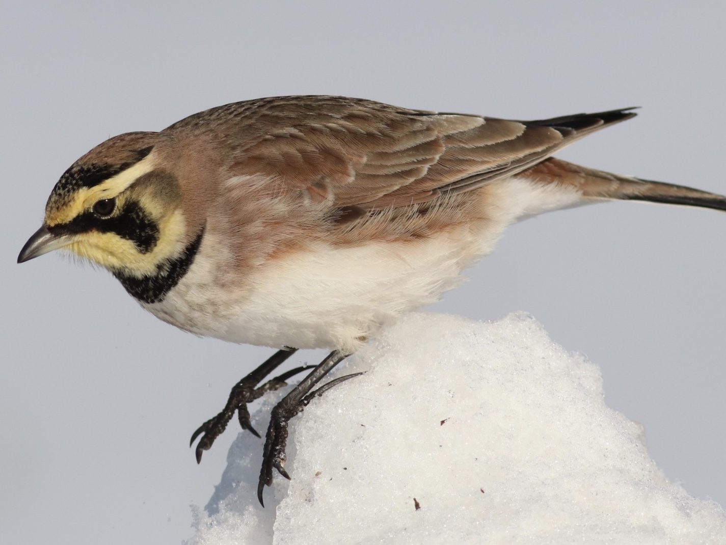 Horned Lark on a pile of snow.