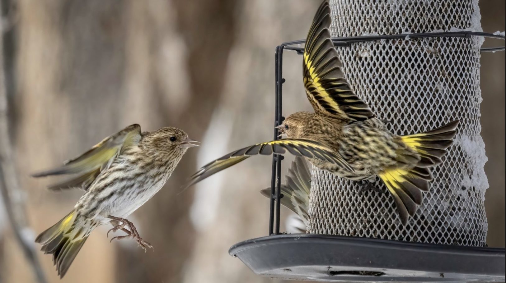 Pine Siskin at feeder with wings flared.