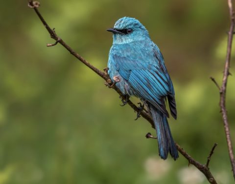 Verditer Flycatcher perched on a branch.