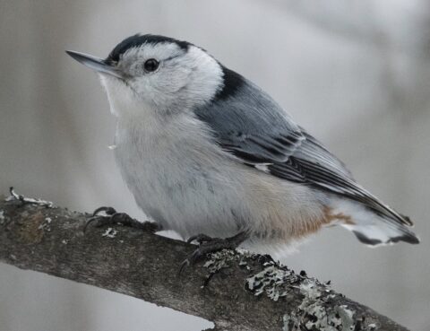 White-breasted Nuthatch on a tree branch.