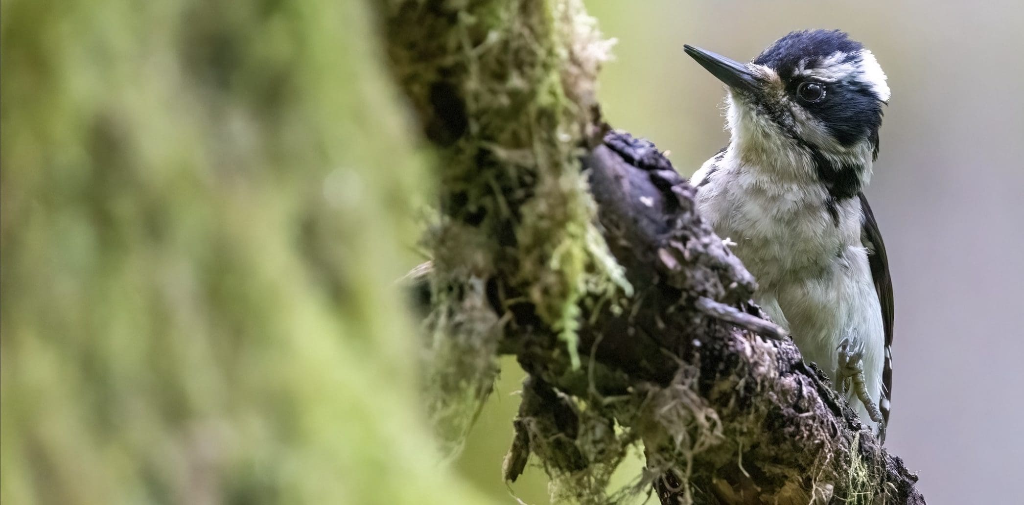 Great Backyard Bird Count Join us each February when the world comes