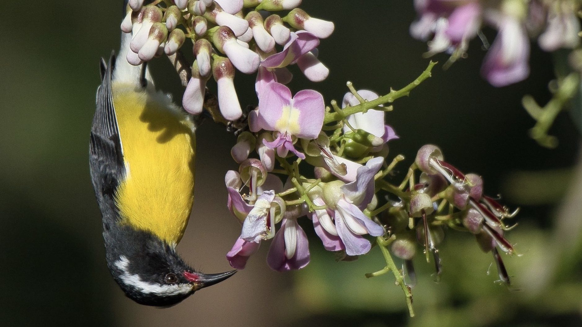 Bananaquit feeding upside down