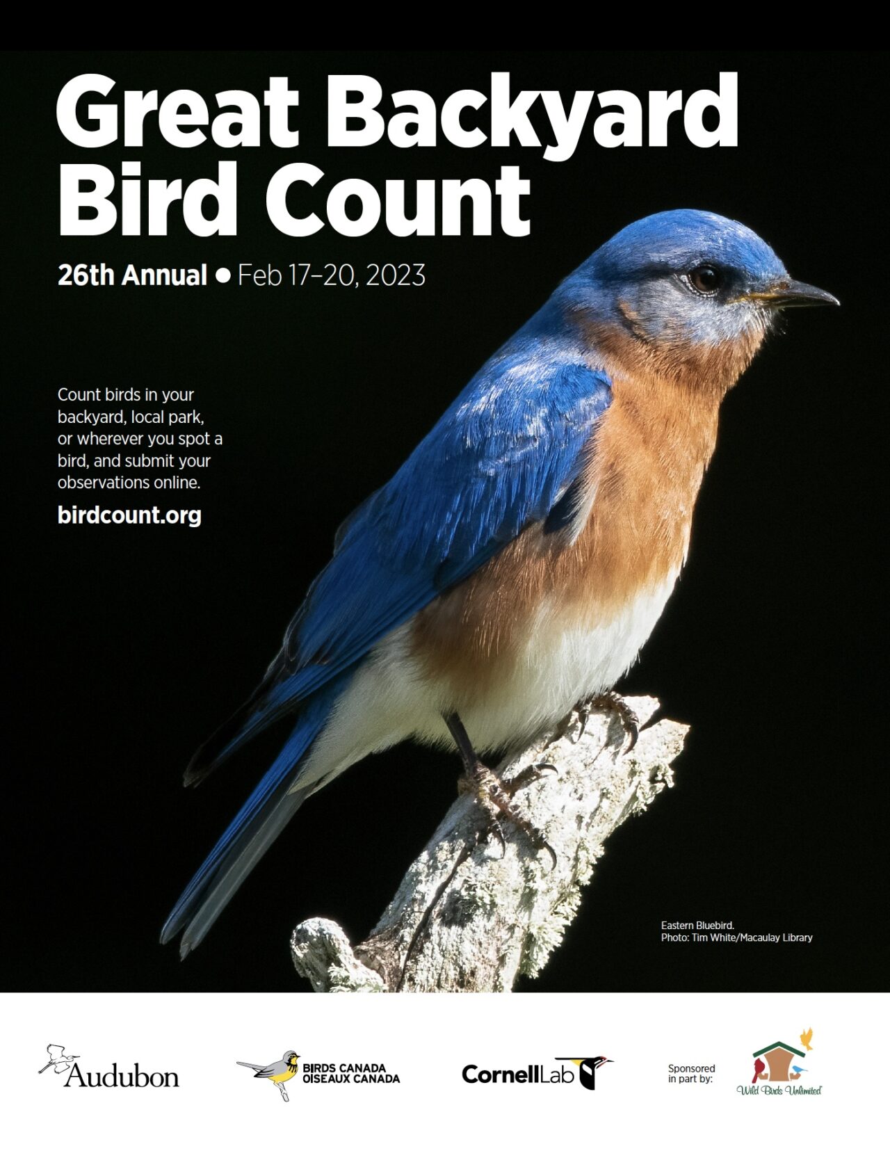 Eastern Bluebird perched on branch.