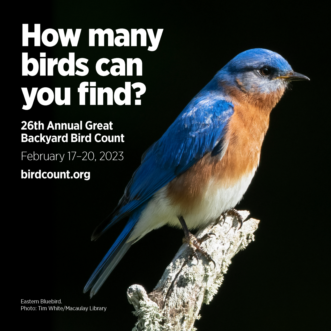 Eastern Bluebird