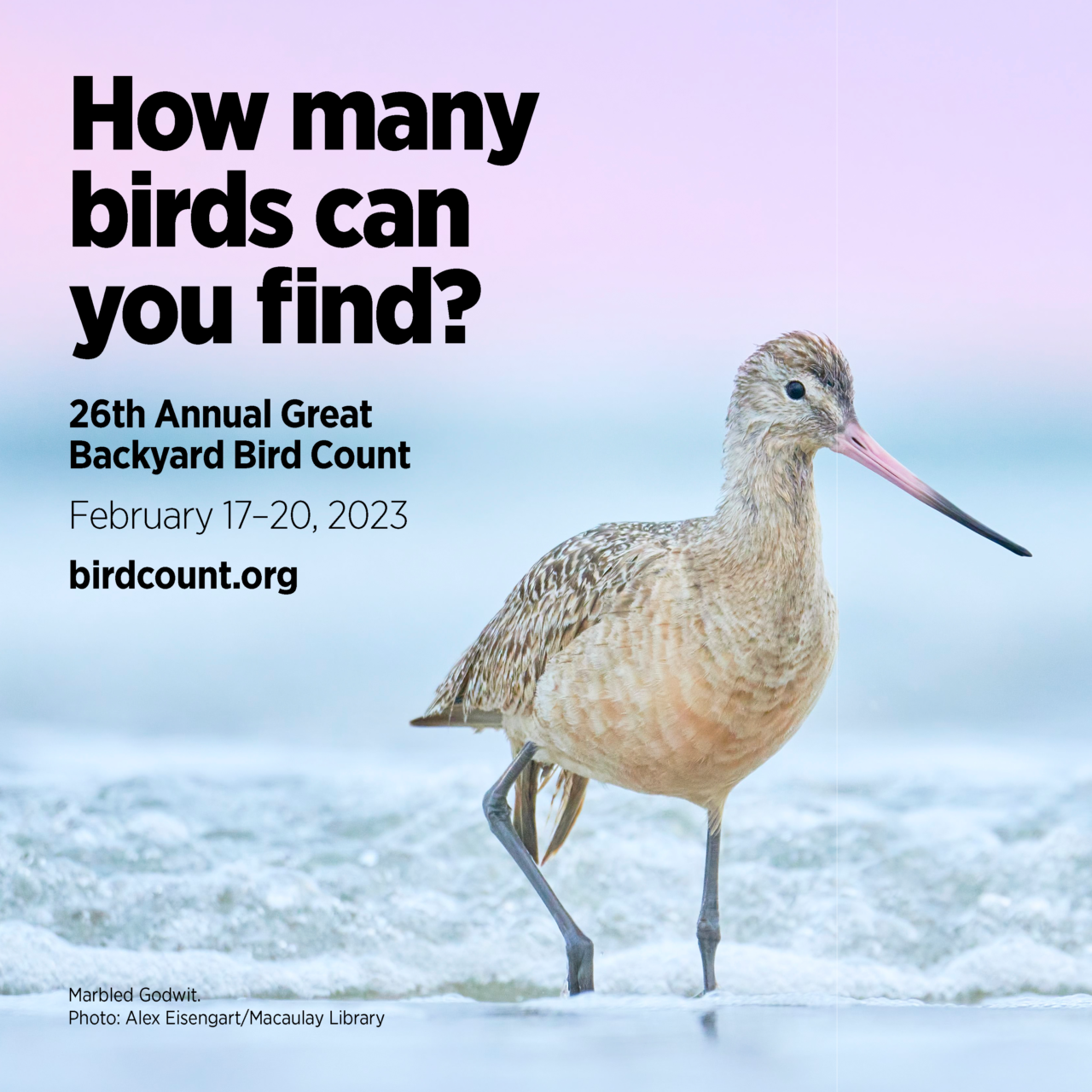 Marbled Godwit in water.