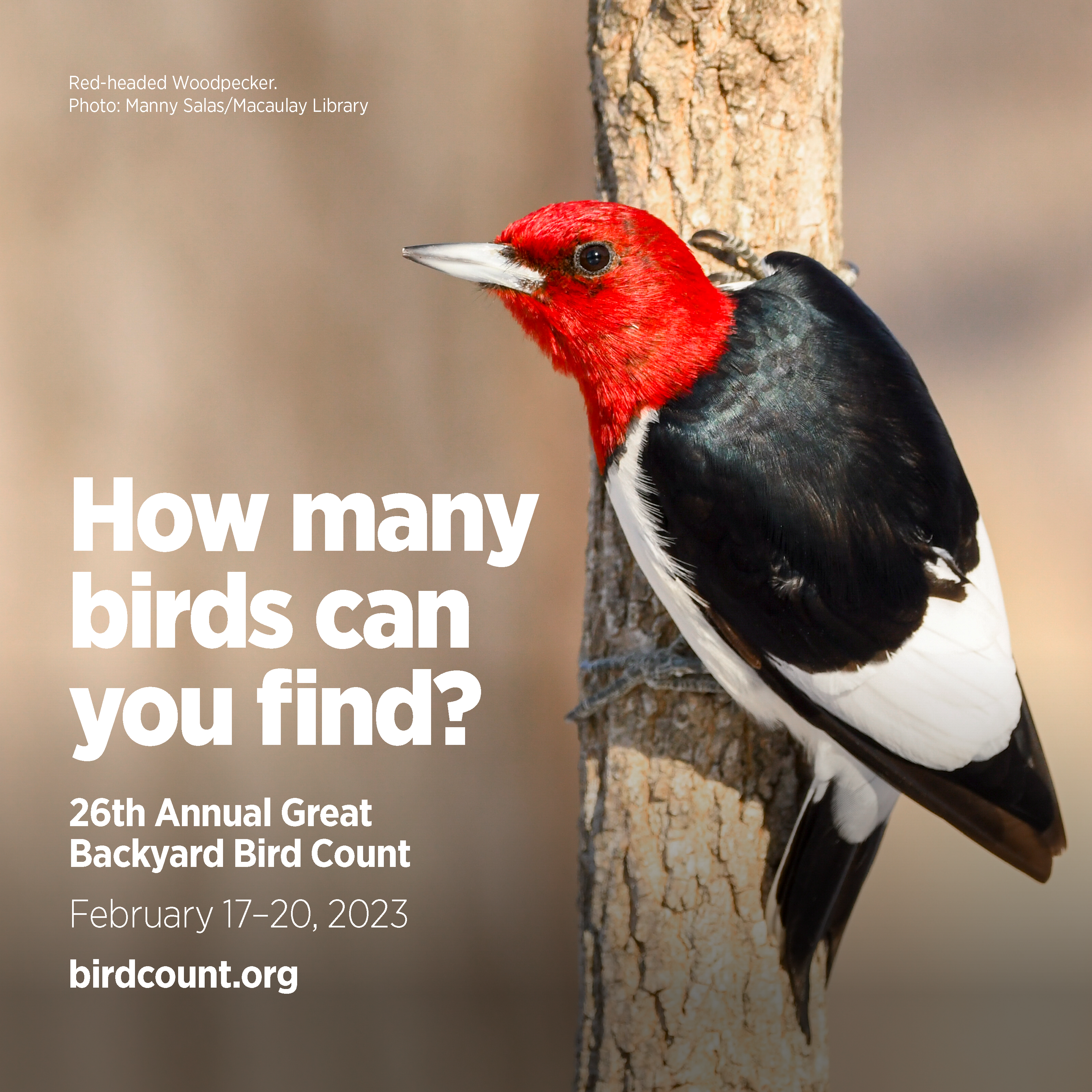 Red-headed Woodpecker