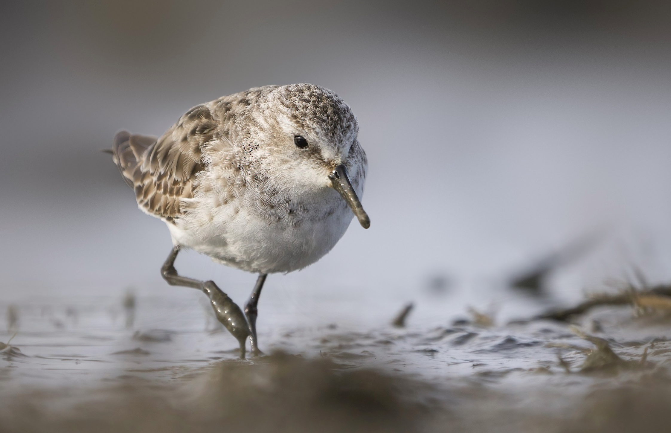 Little Stint wading through water.