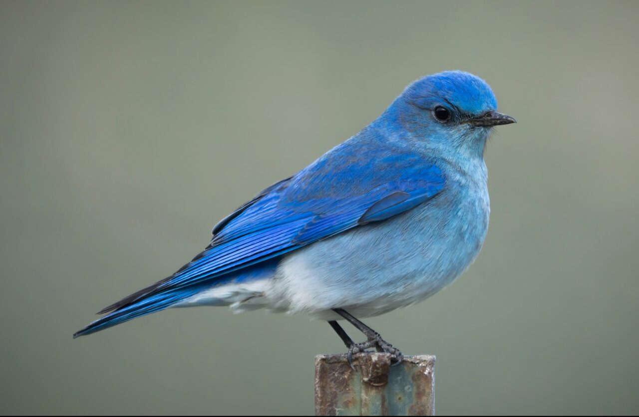 Mountain Bluebird